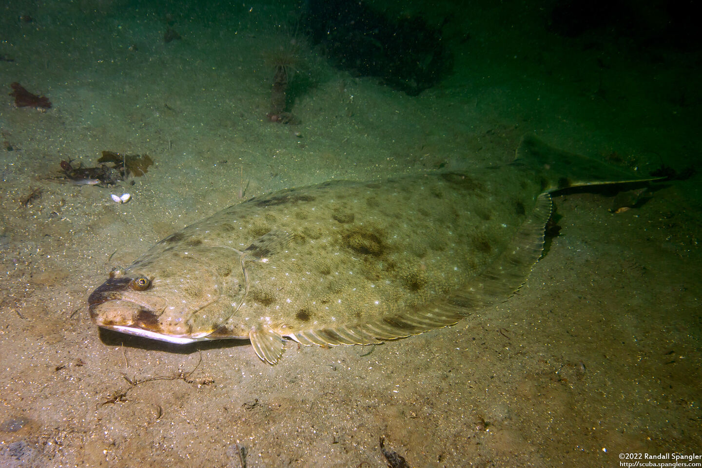 Paralichthys californicus (California Halibut)