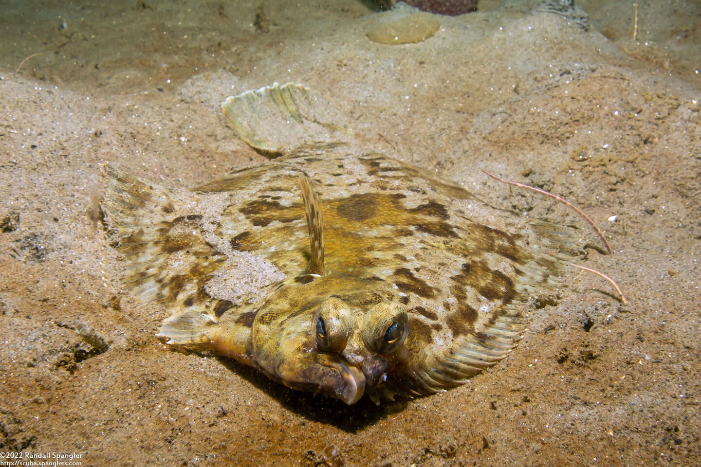 Pleuronichthys coenosus (C-O Sole)