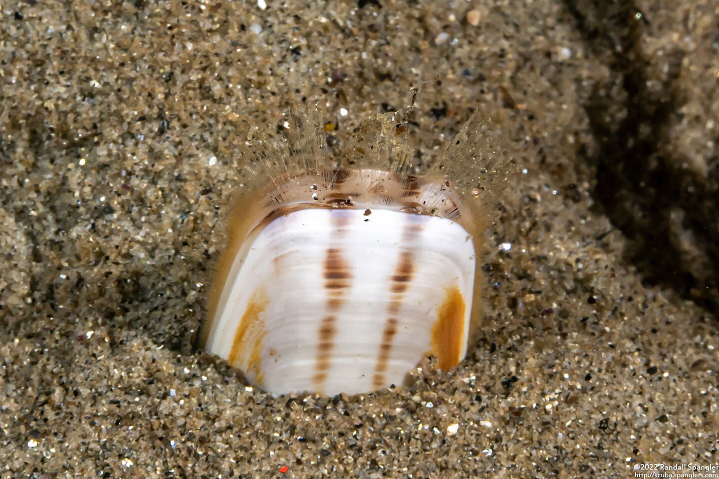 Glottidia albida (Stalked Brachiopod)