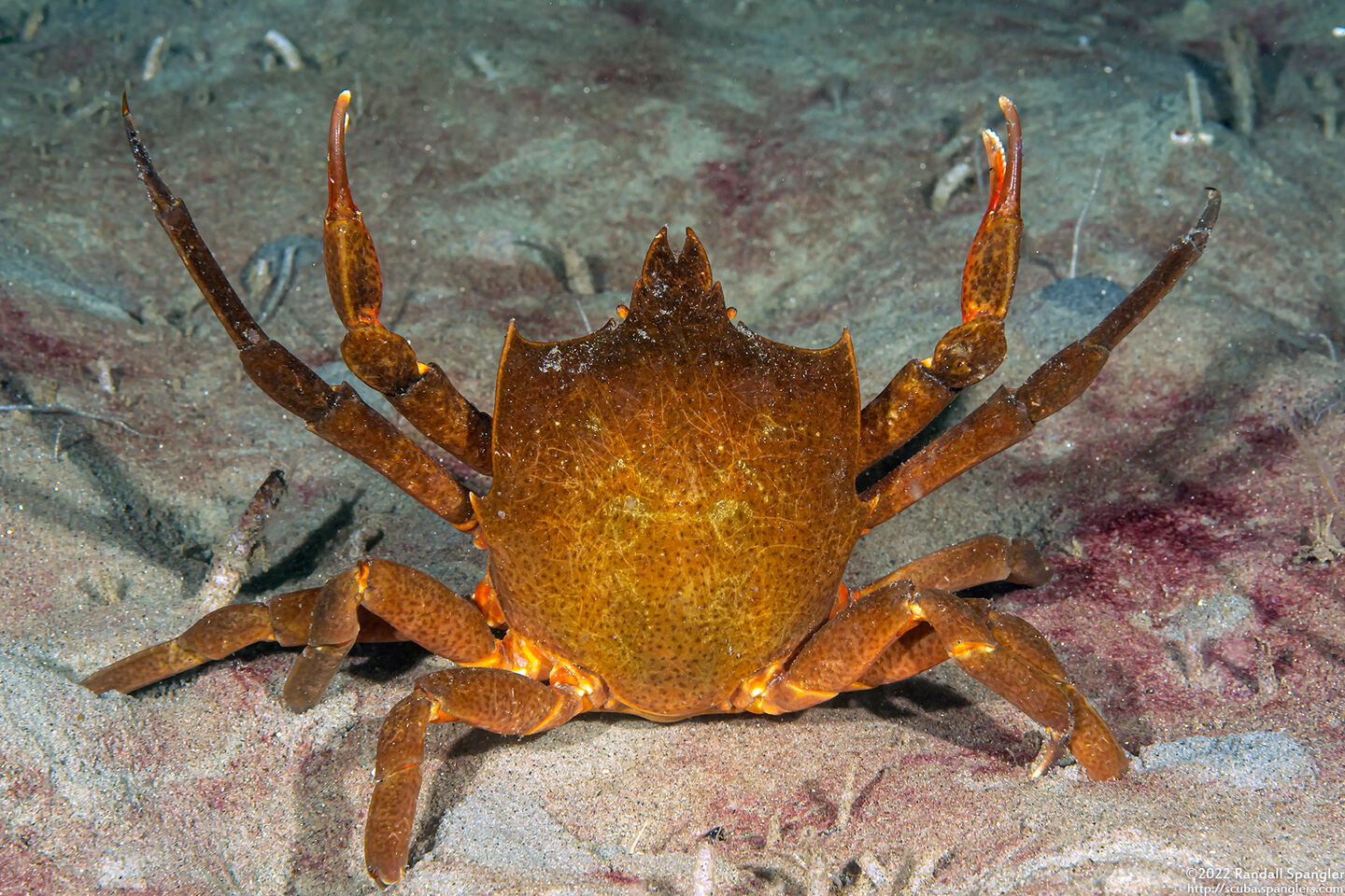 Pugettia producta (Northern Kelp Crab)