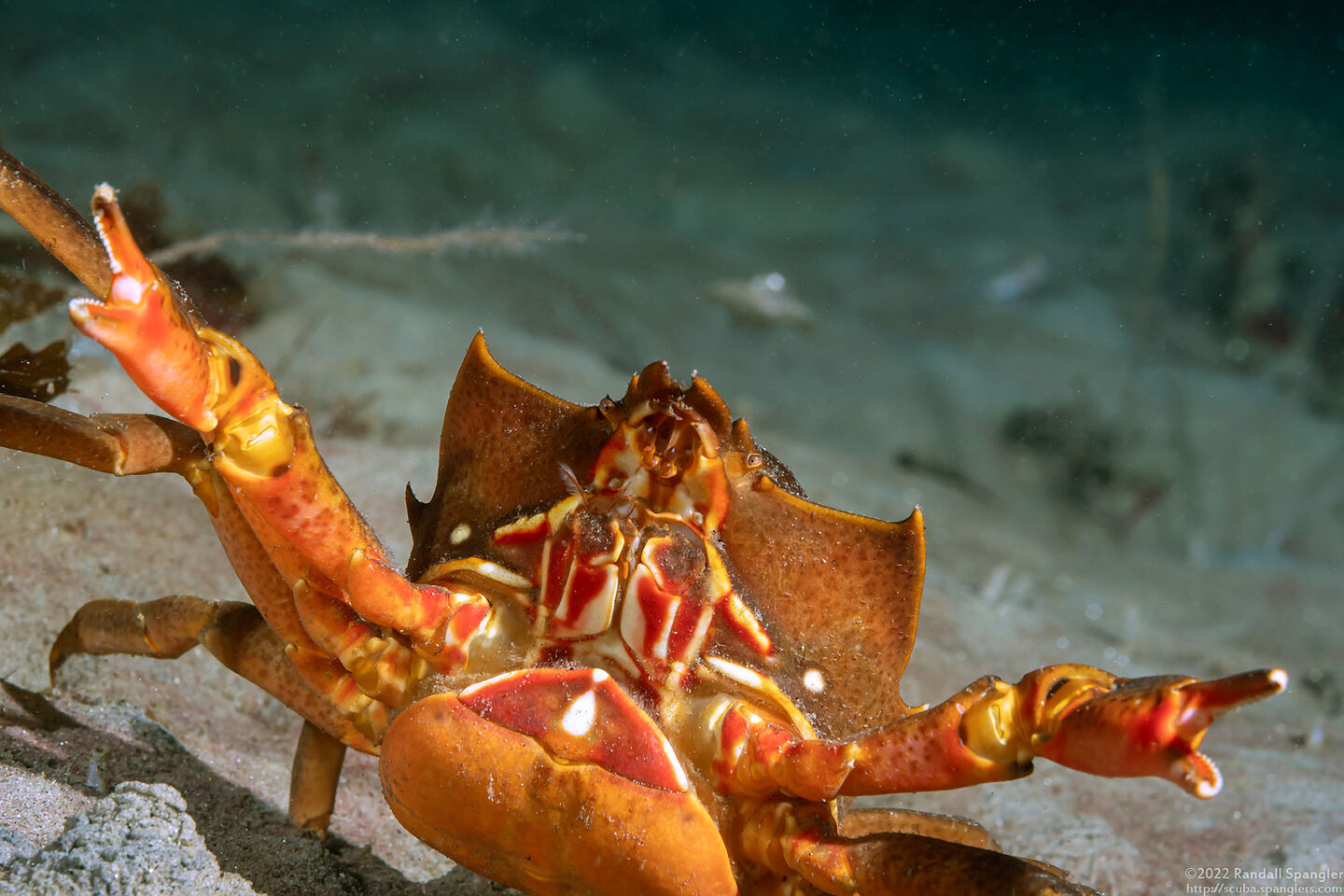 Pugettia producta (Northern Kelp Crab)