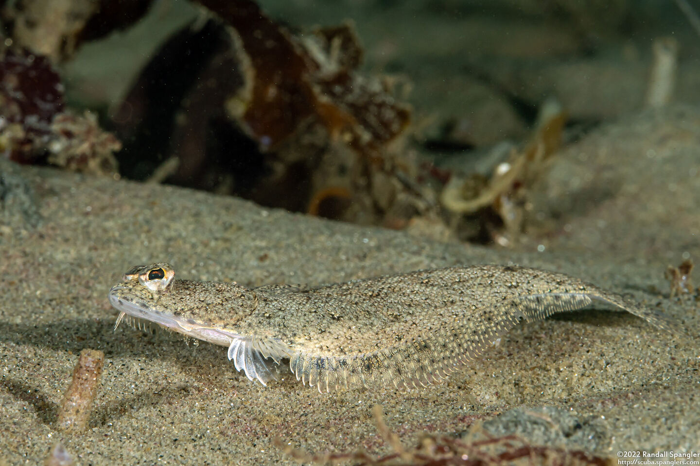 Citharichthys stigmaeus (Speckled Sanddab)