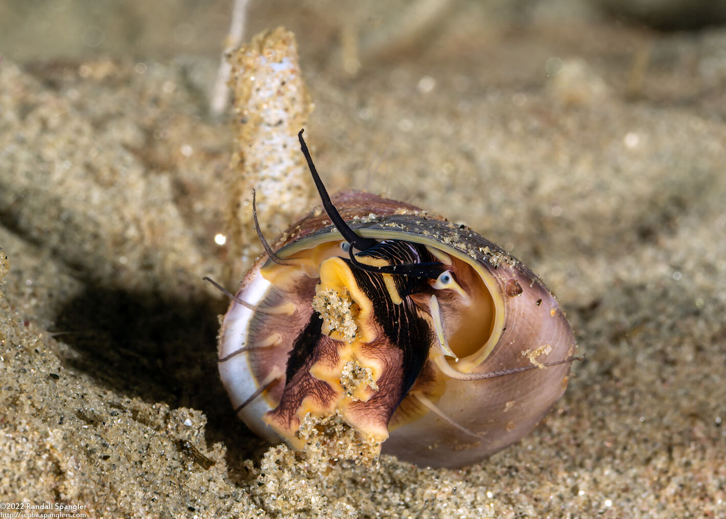 Tegula brunnea (Brown Turban Snail)