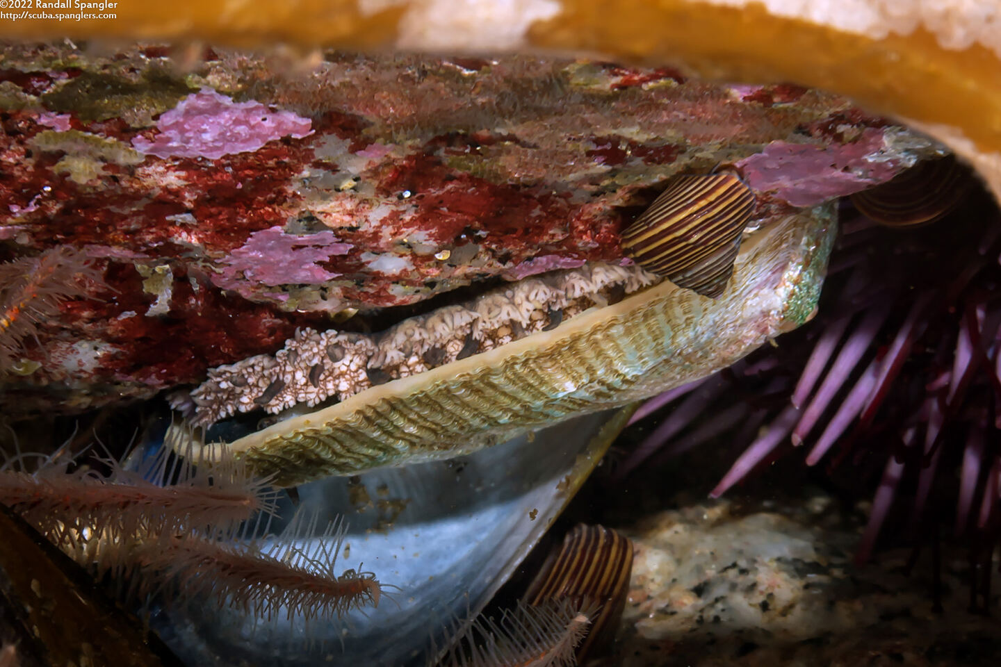 Haliotis walallensis (Flat Abalone)