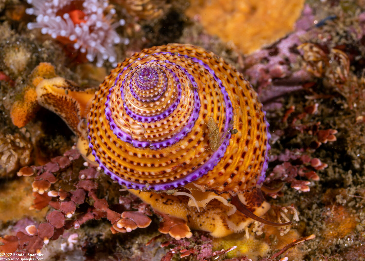 Calliostoma annulatum (Blue-Ring Top Snail)