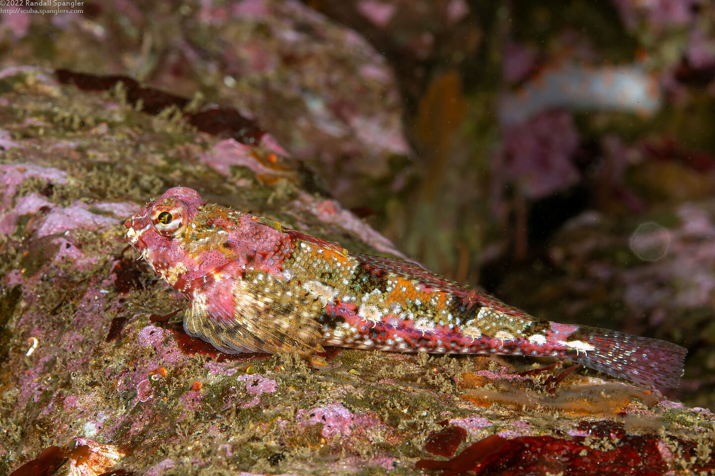 Orthonopias triacis (Snubnose Sculpin)