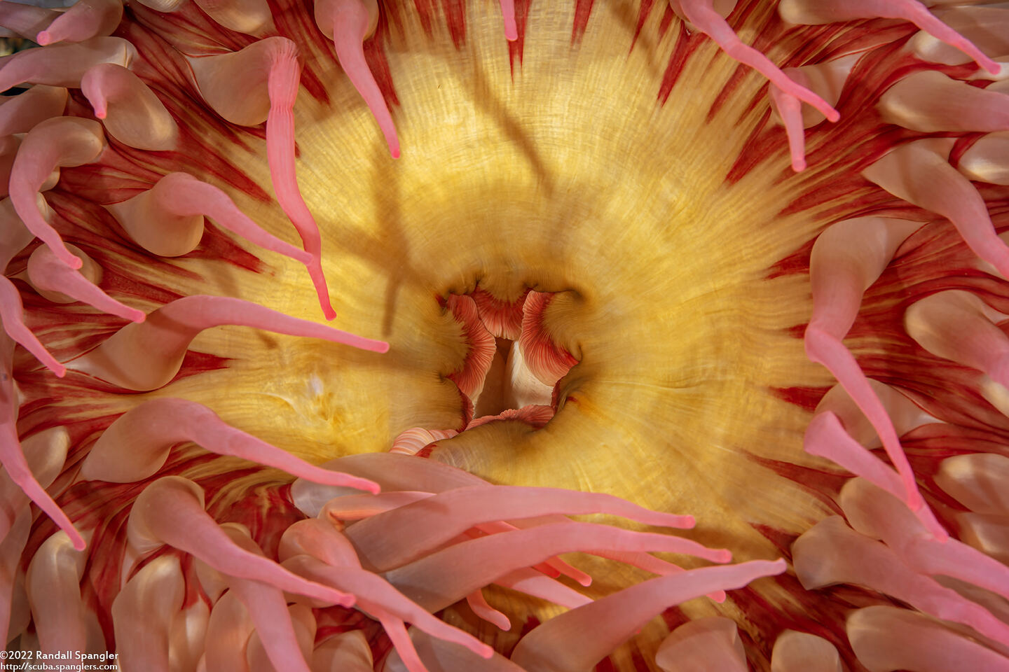 Urticina piscivora (Fish-Eating Urticina)