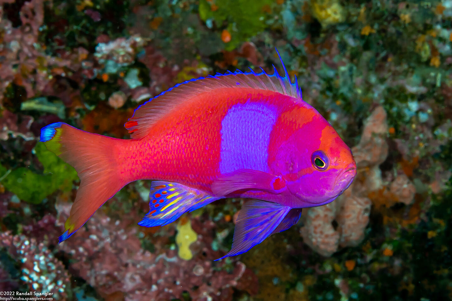 Pseudanthias pleurotaenia (Squarespot Anthias)