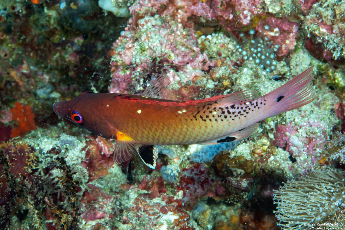 Bodianus dictynna (Redfin Hogfish)