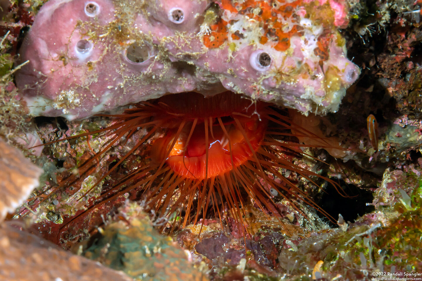 Ctenoides ales (Electric Fileclam)