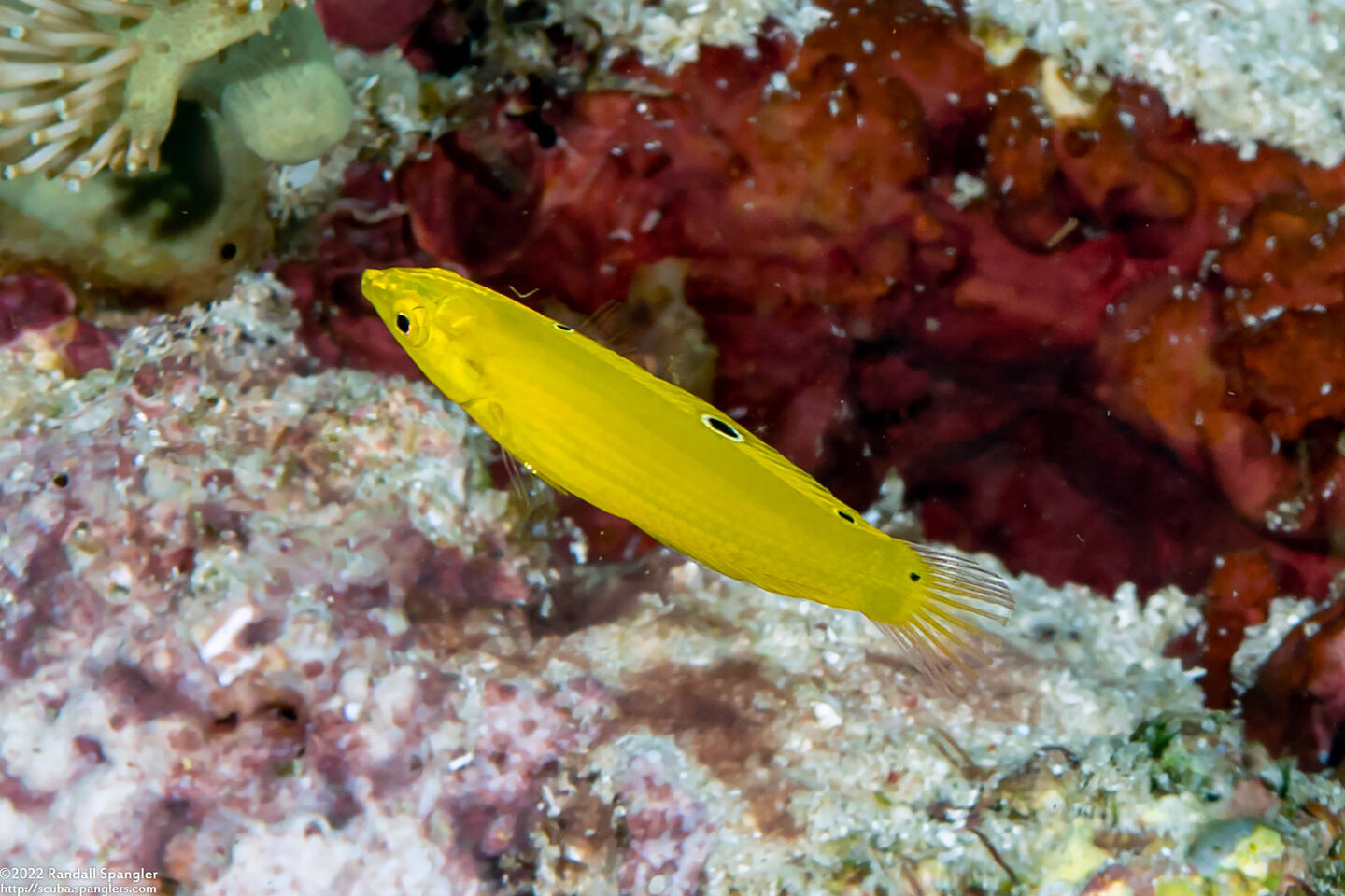Halichoeres chrysus (Canary Wrasse)
