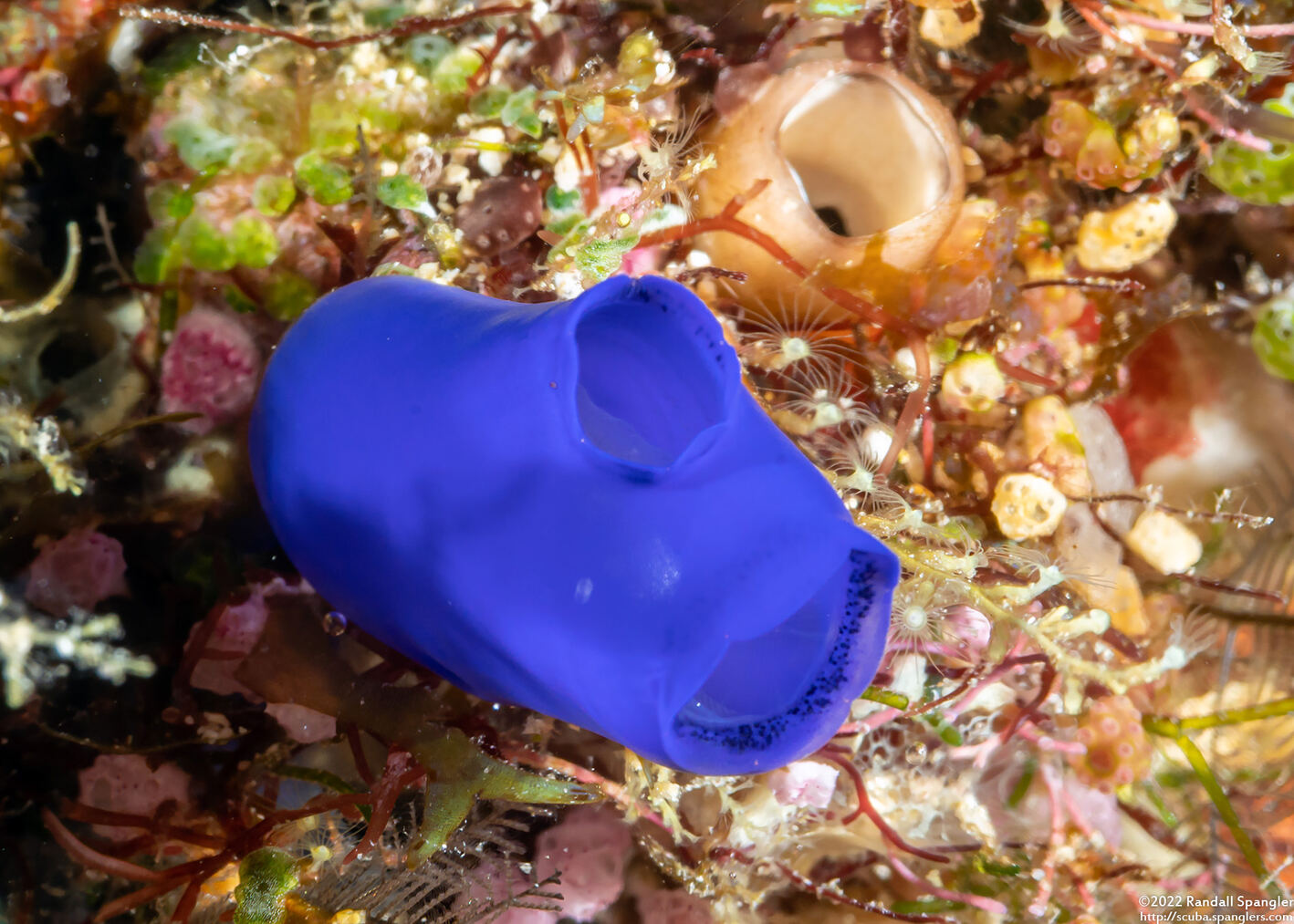 Rhopalaea sp.2 (Rhopalaea sp.2)