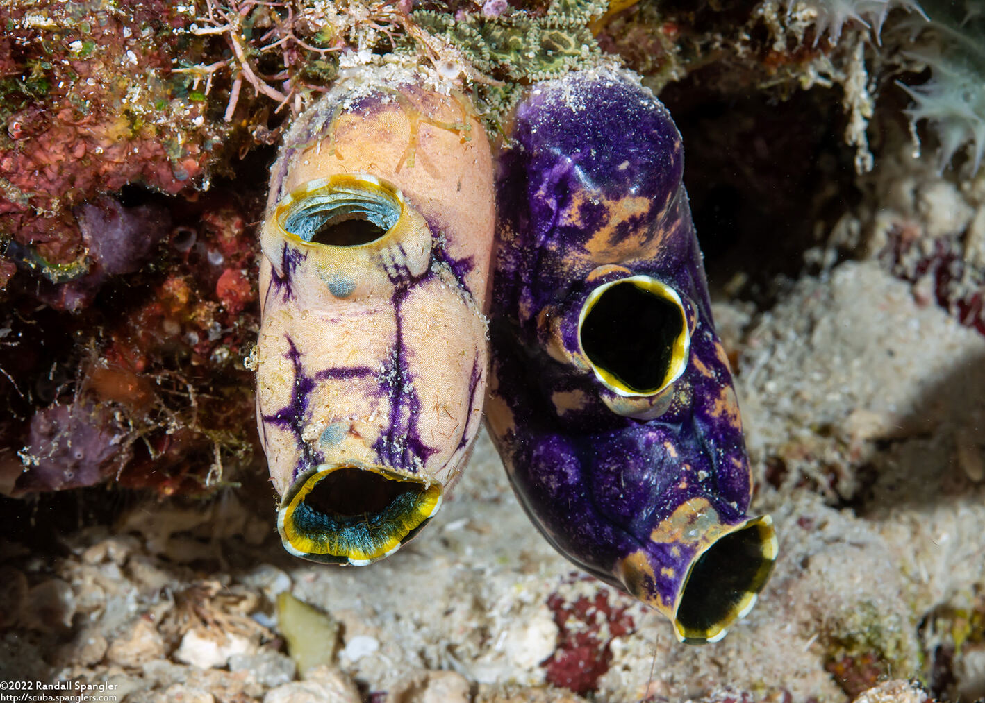 Polycarpa aurata (Ink-Spot Sea Squirt)