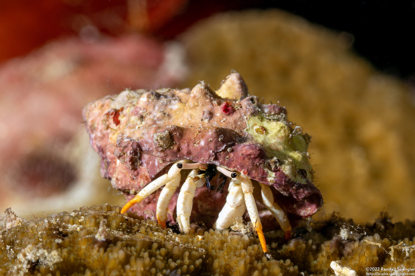 Calcinus minutus (White Hermit Crab)
