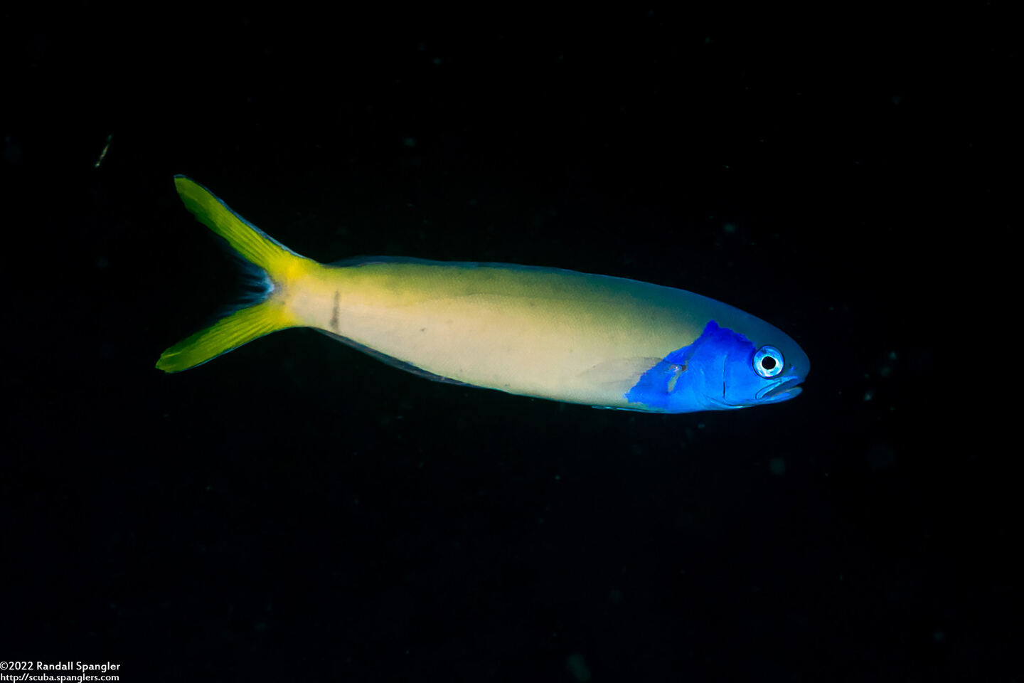 Hoplolatilus starcki (Bluehead Tilefish)