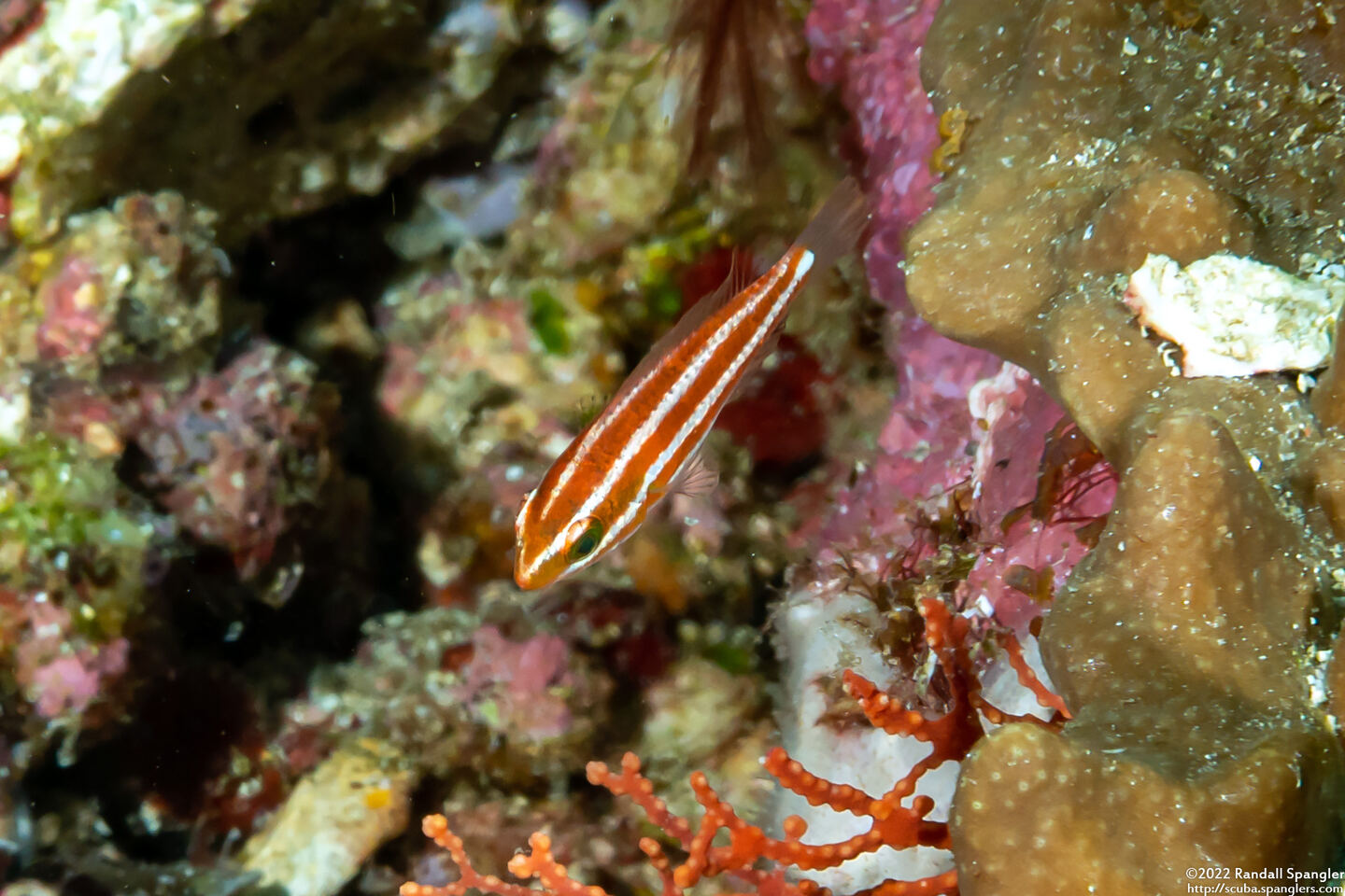 Chlorurus spilurus (Bullethead Parrotfish)