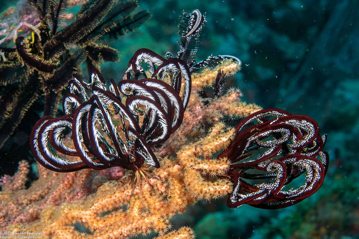 Cenometra bella (Beautiful Feather Star)