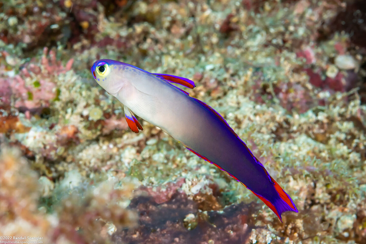 Nemateleotris decora (Decorated Dartfish)