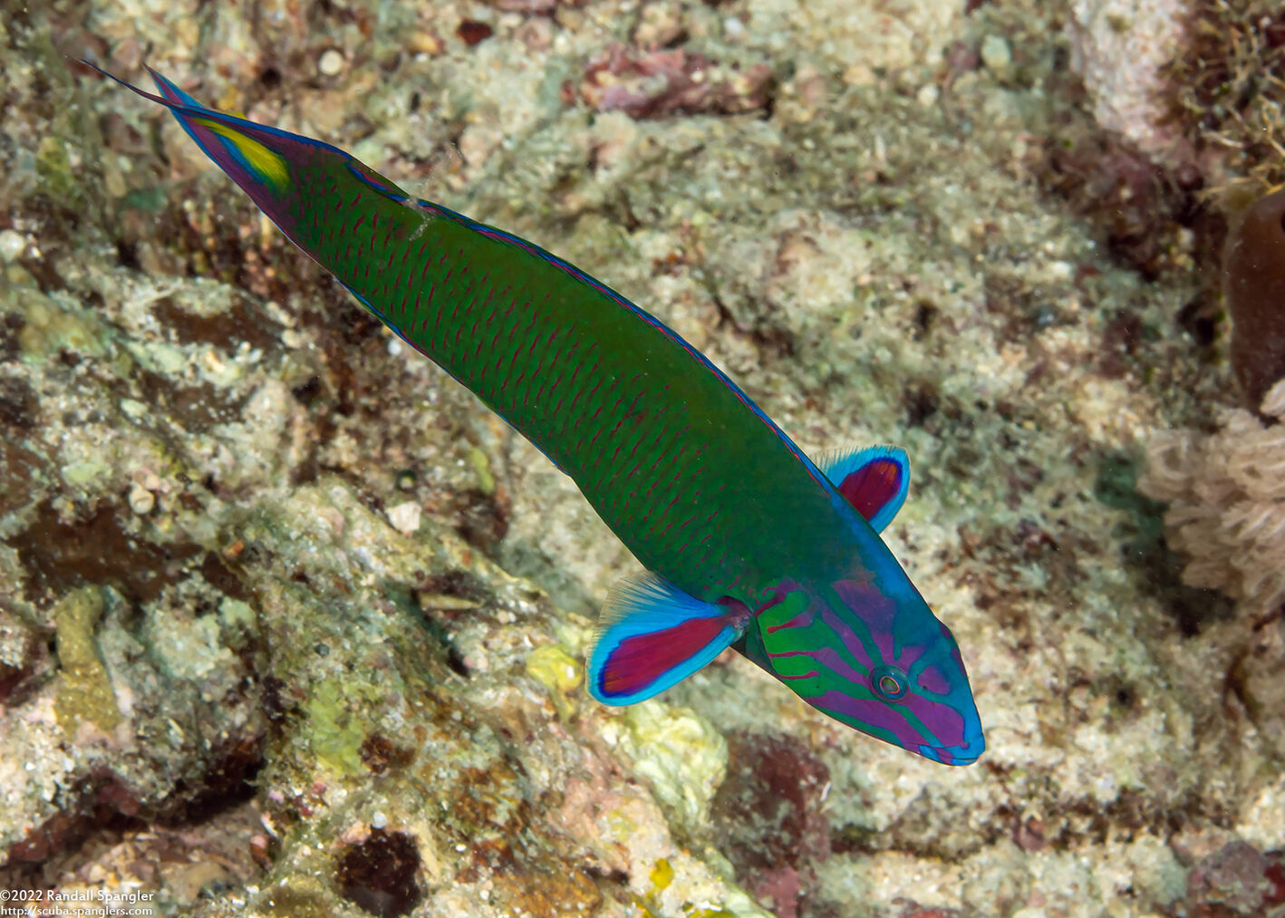 Thalassoma lunare (Crescent Wrasse)