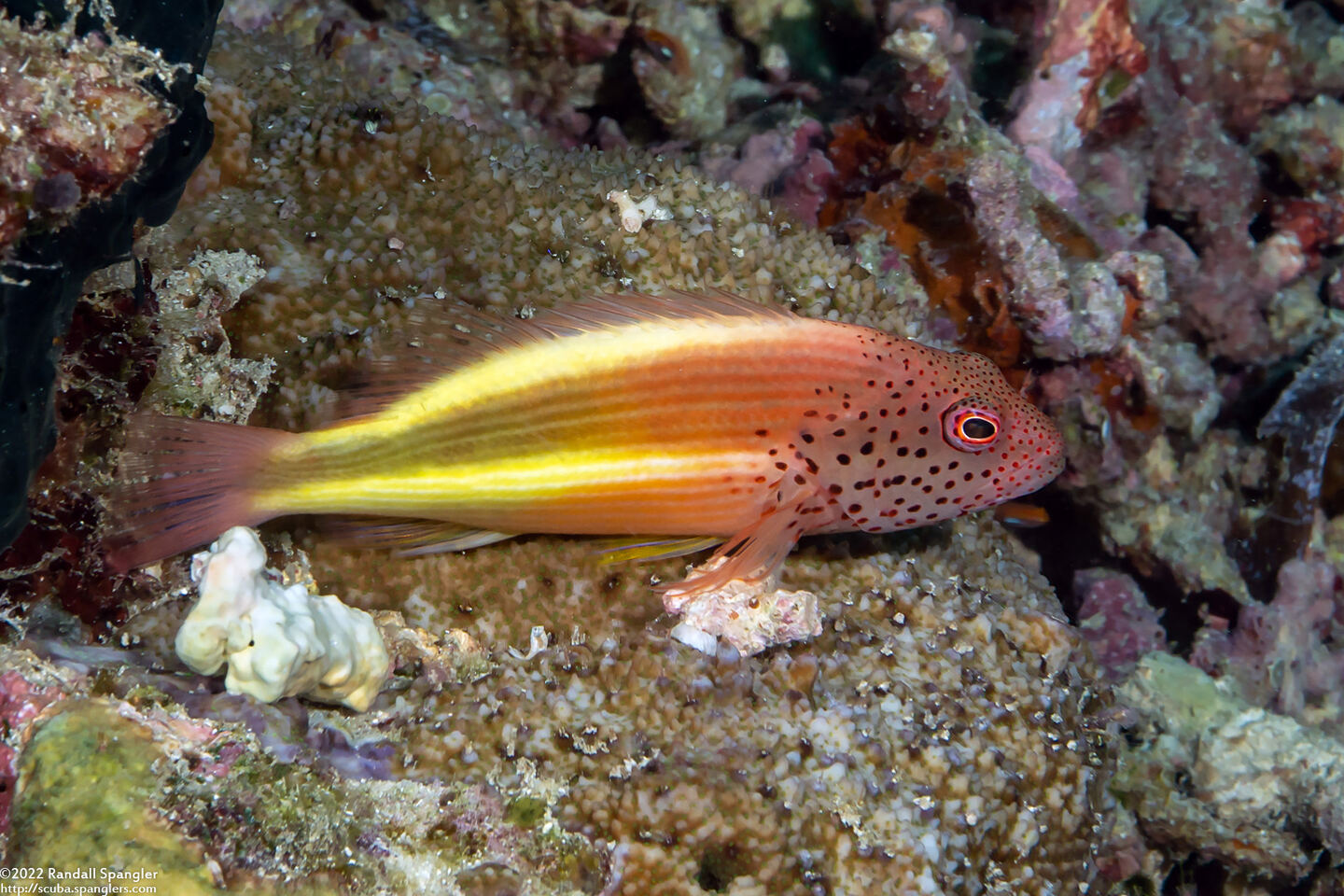 Paracirrhites forsteri (Freckled Hawkfish)