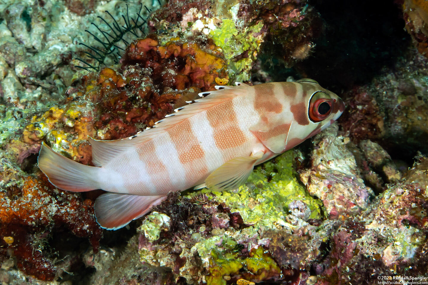 Epinephelus fasciatus (Blacktip Grouper)