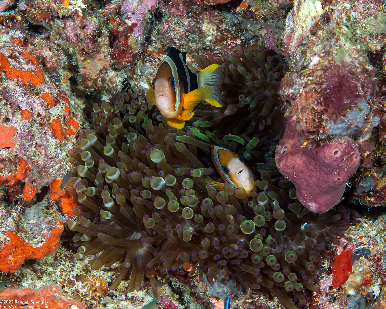 Entacmaea quadricolor (Bubble-Tip Anemone)