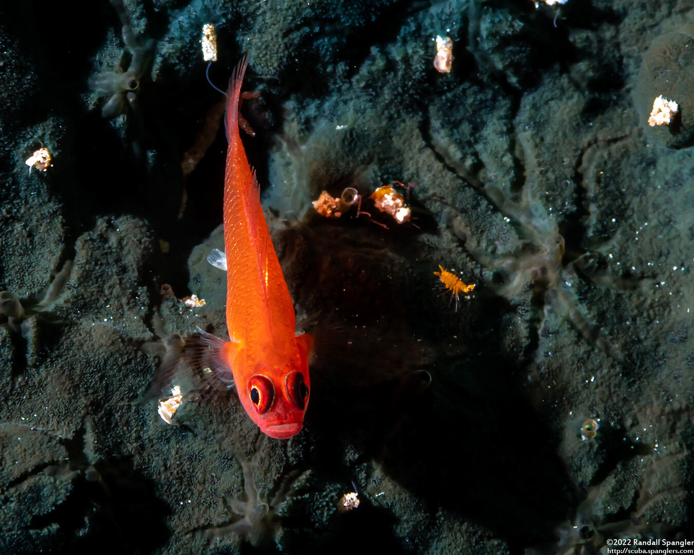 Trimma benjamini (Ringeye Pygmygoby)