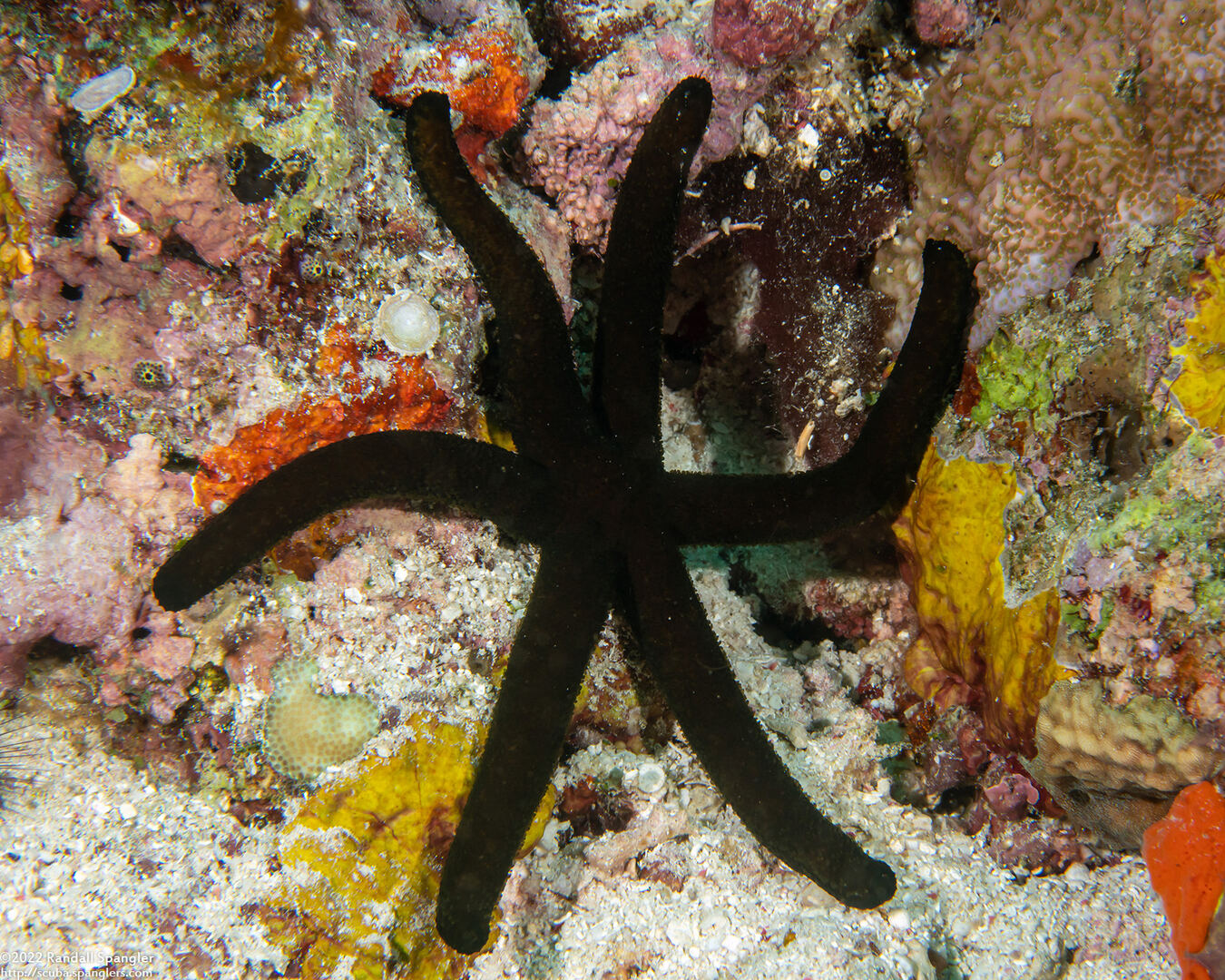 Echinaster luzonicus (Luzon Sea Star)