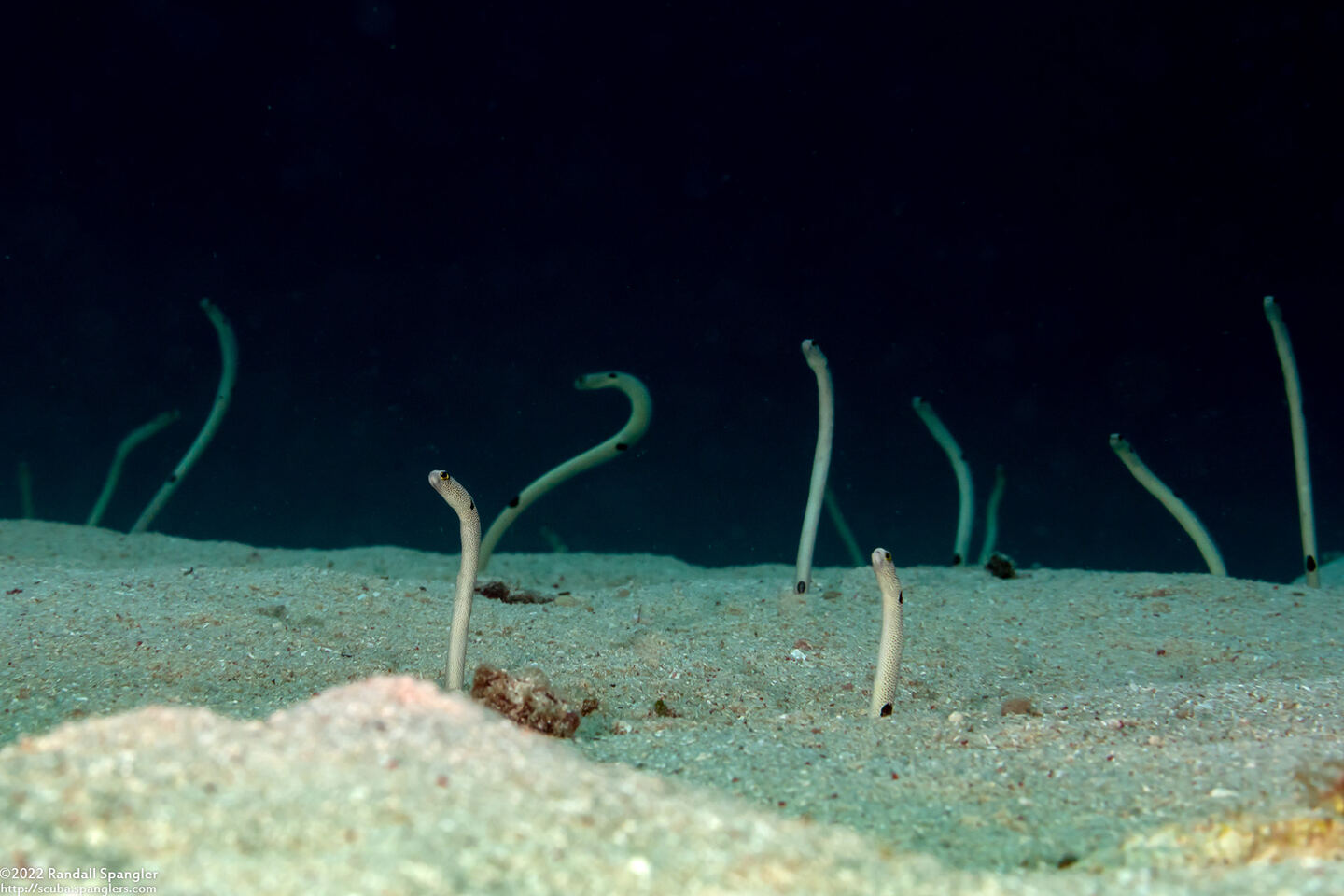 Heteroconger hassi (Spotted Garden Eel)