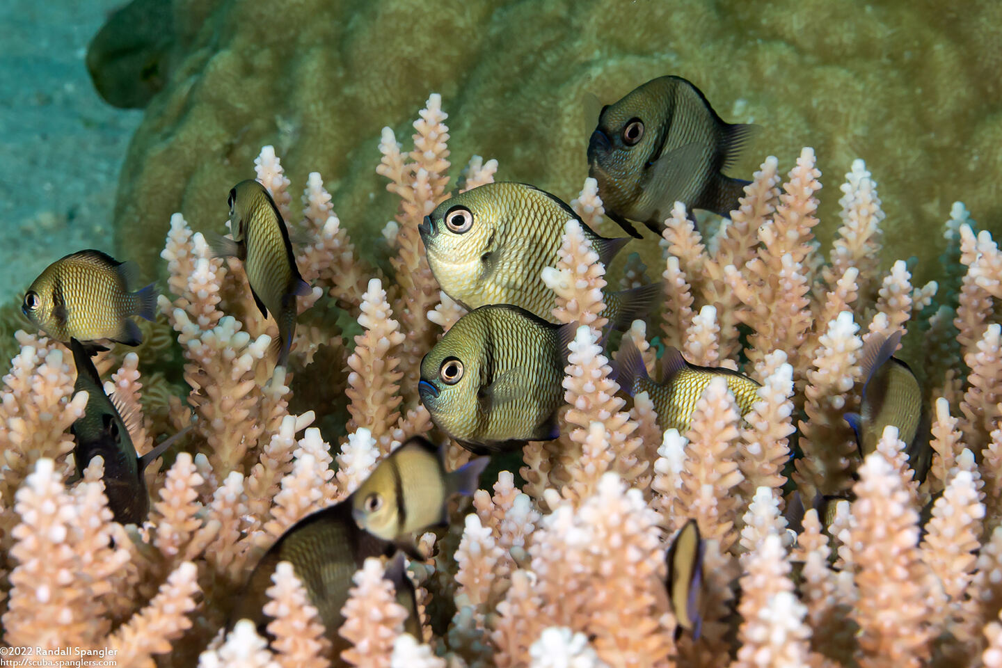 Dascyllus reticulatus (Reticulated Dascyllus)