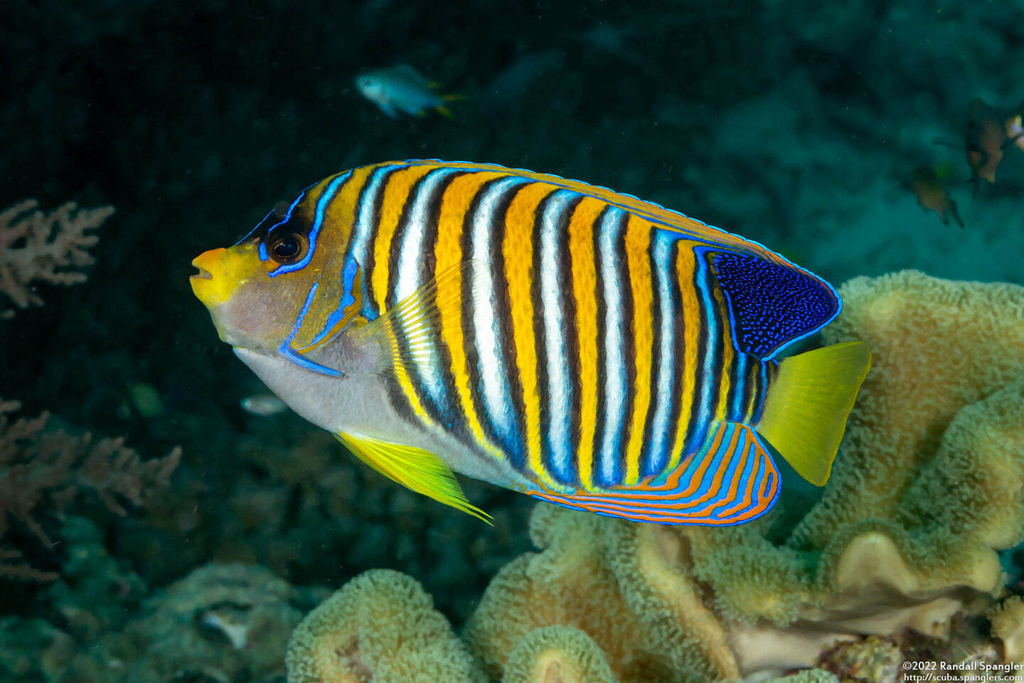 Pygoplites diacanthus (Regal Angelfish)