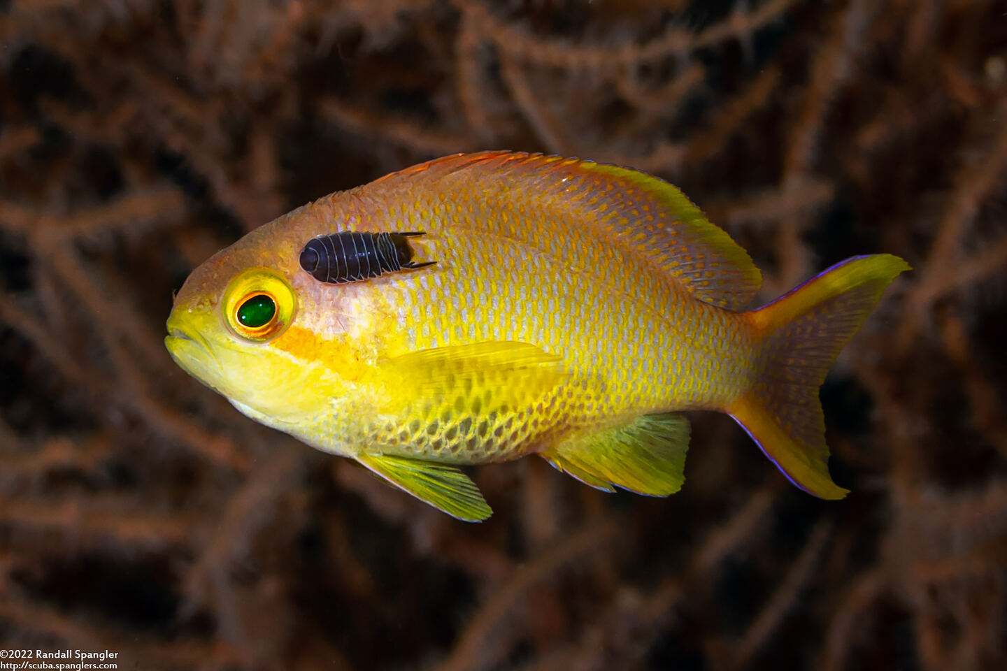 Anilocra sp.1 (Parasitic Isopod)