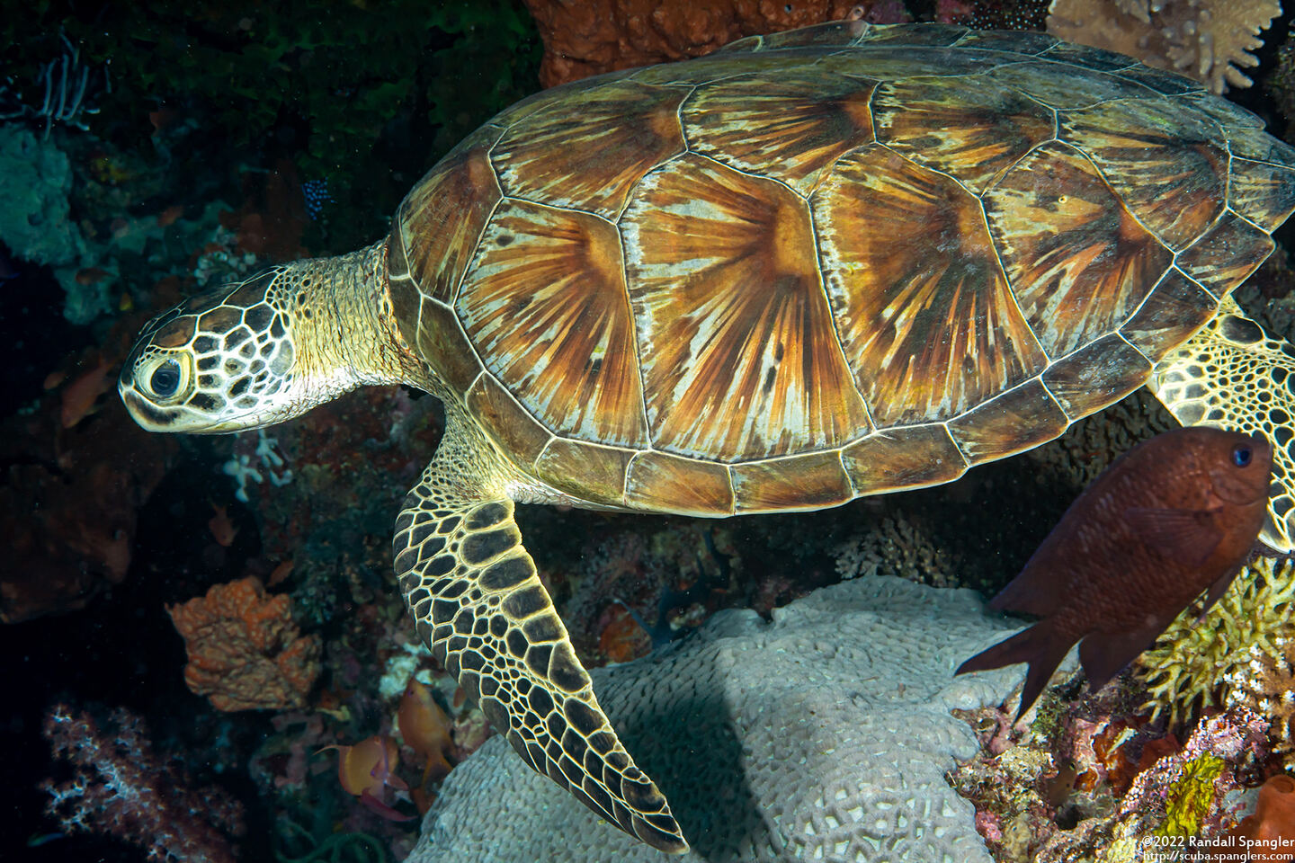Chelonia mydas (Green Sea Turtle)