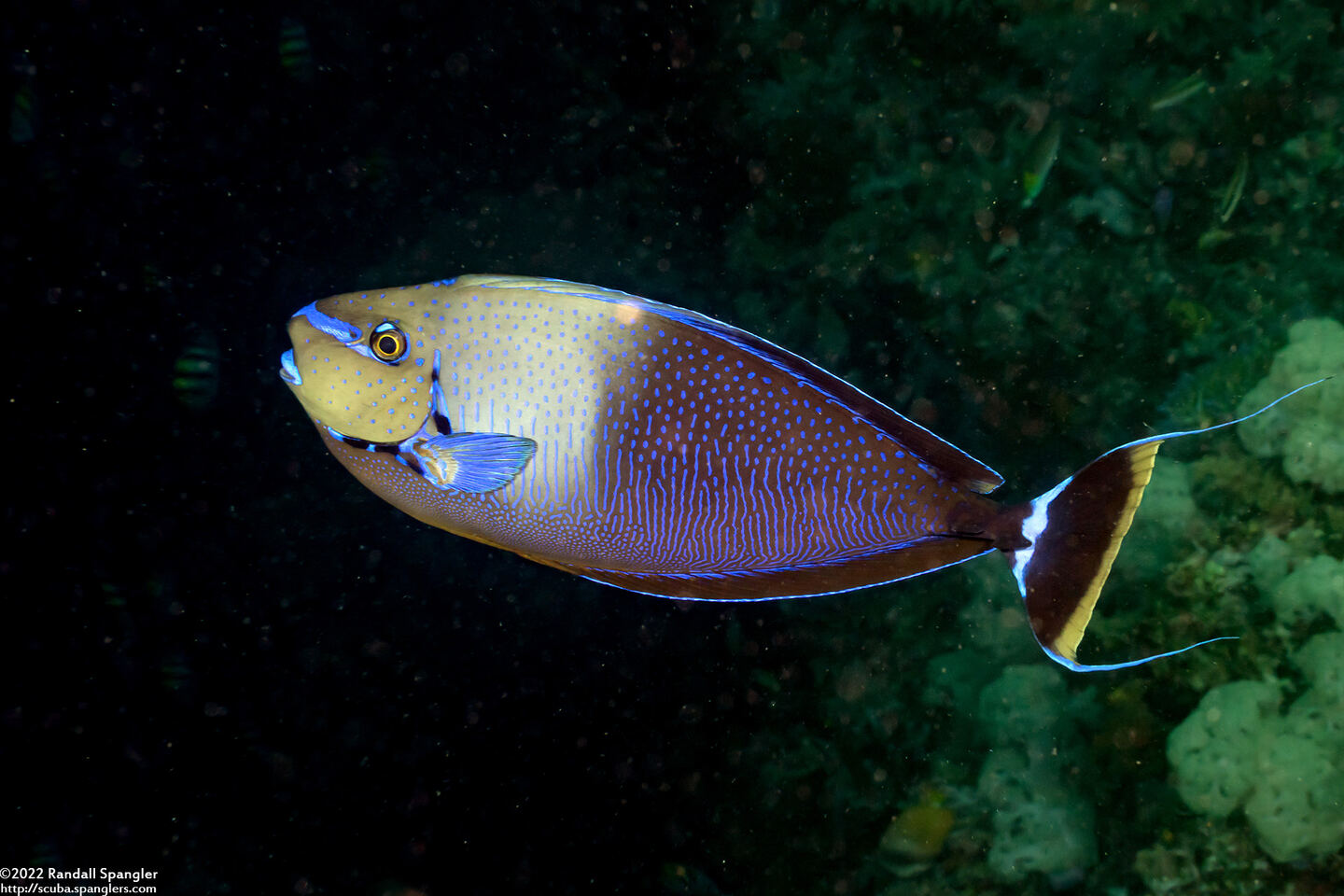 Naso vlamingii (Bignose Unicornfish)