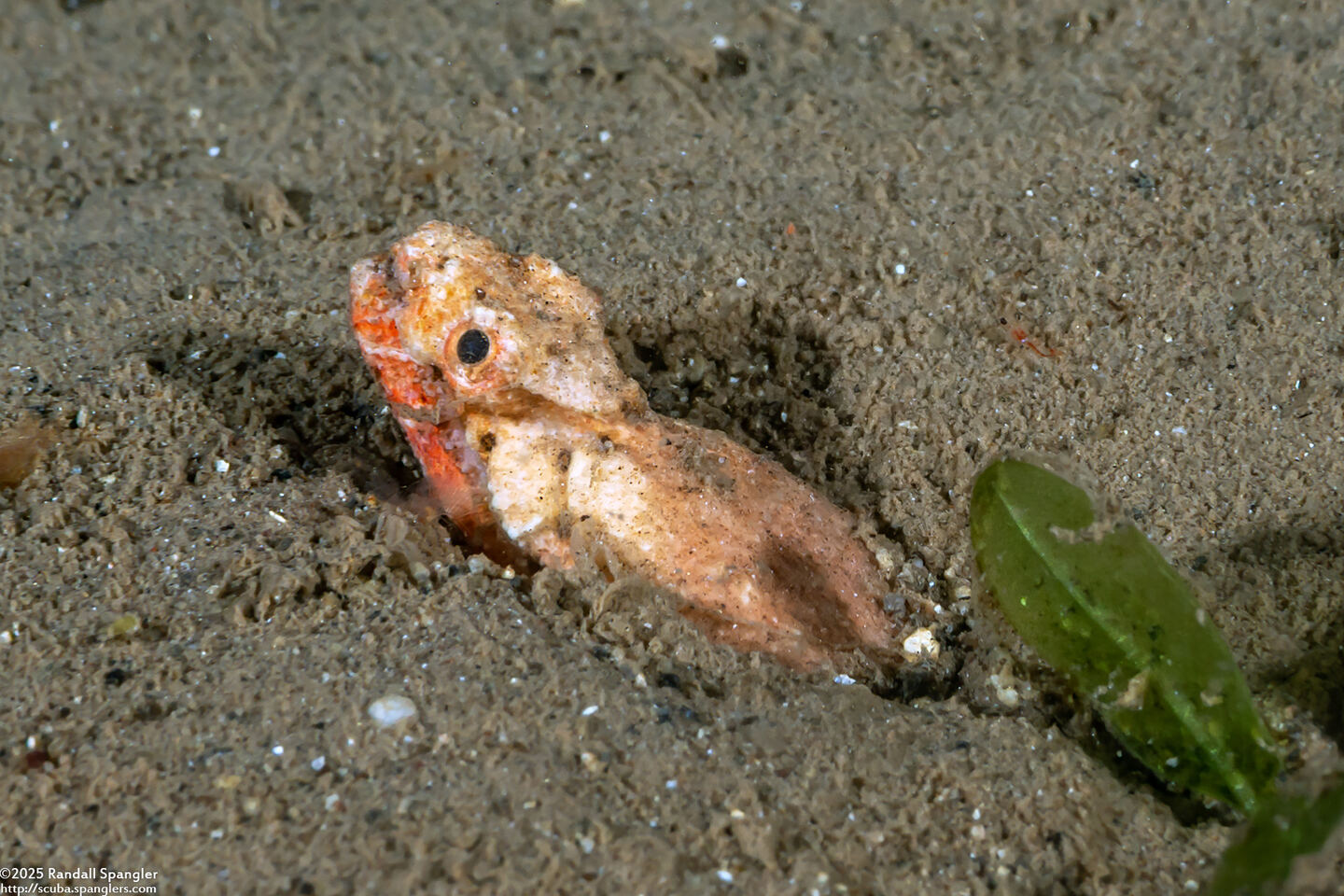 Brachysomophis henshawi (Reptilian Snake Eel)