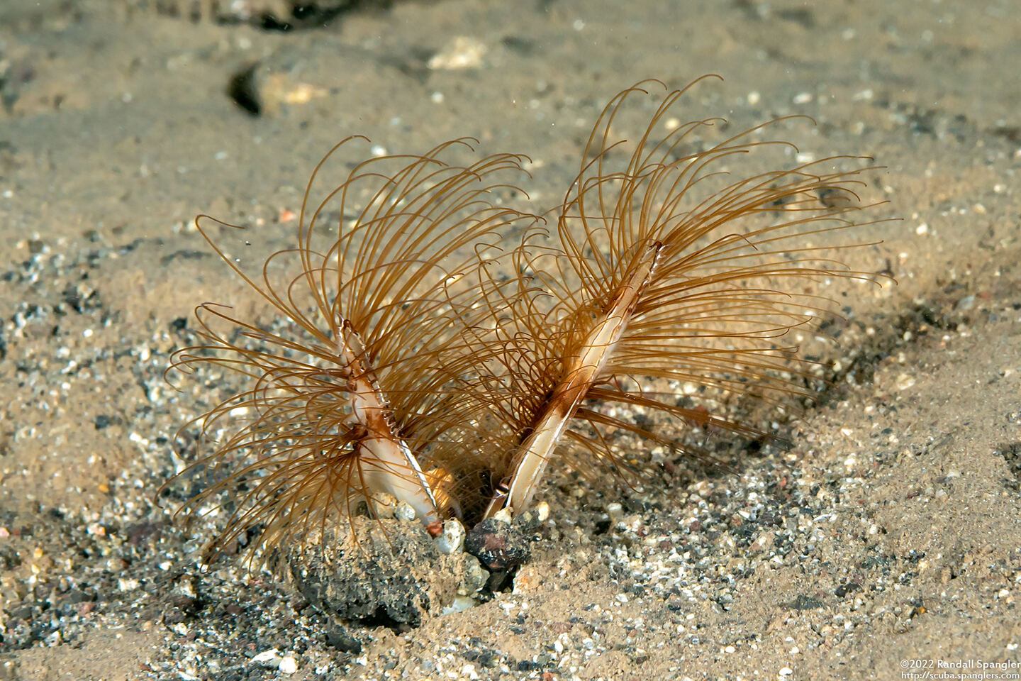 Lygdamis sp.1 (Lygdamis sp.1)