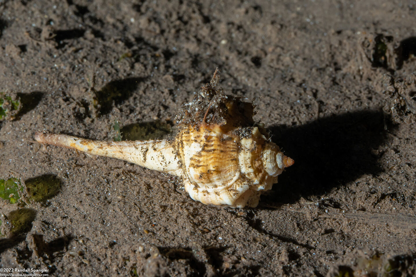 Haustellum haustellum (Snipe's Bill Murex)