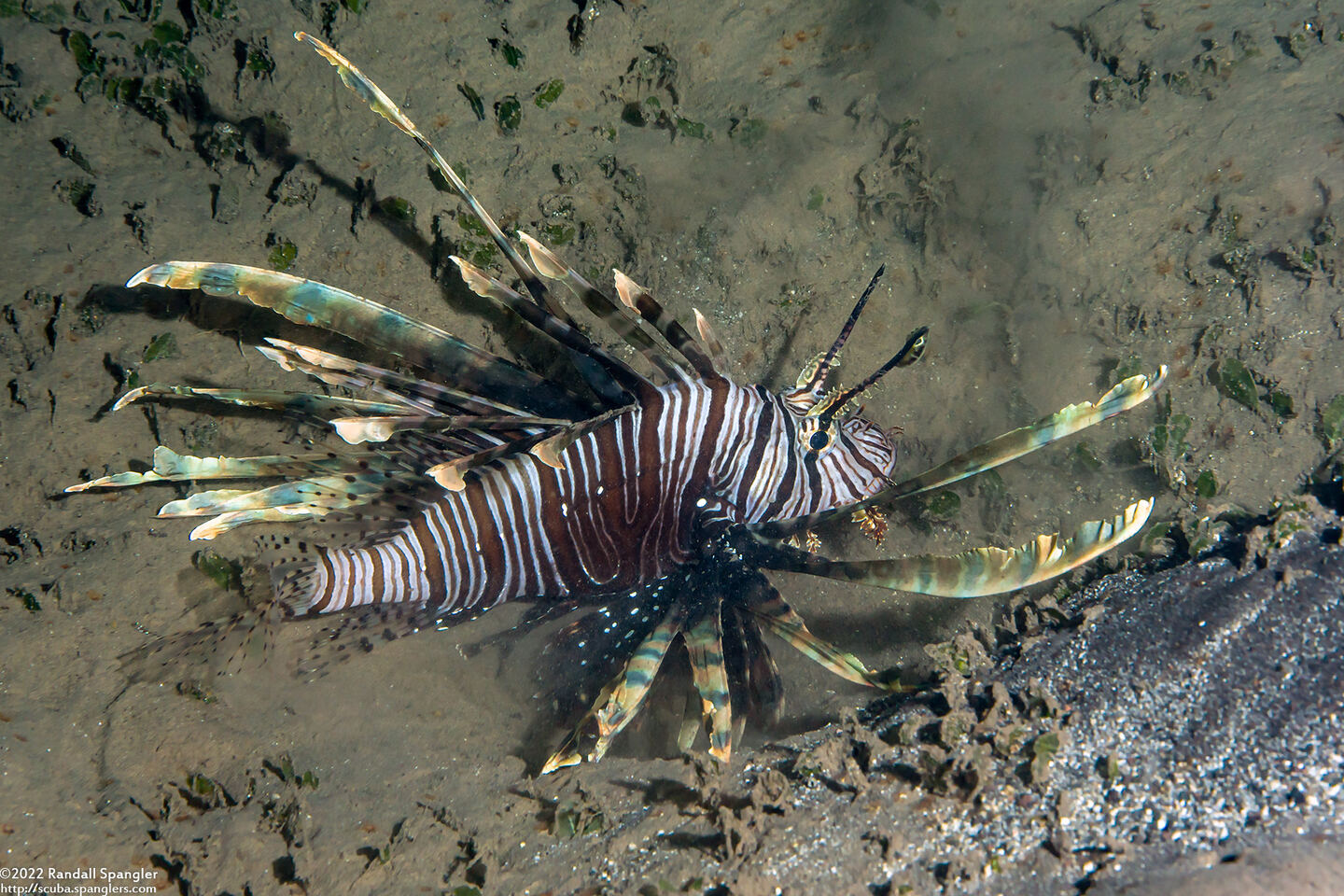 Pterois volitans (Red Lionfish)