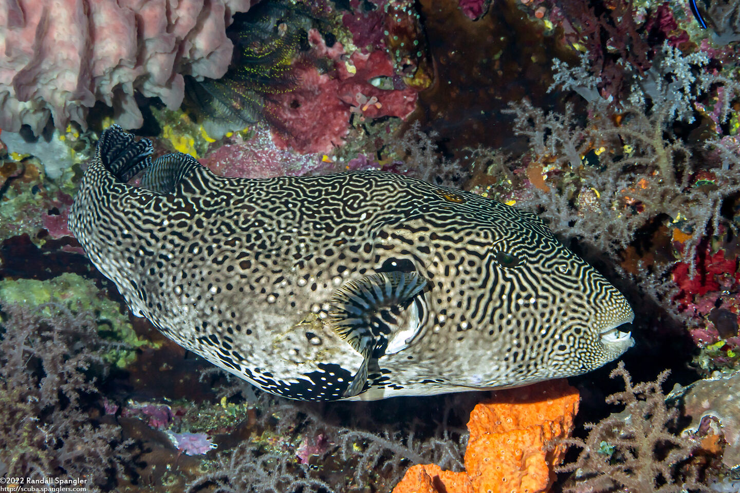 Arothron mappa (Map Puffer)
