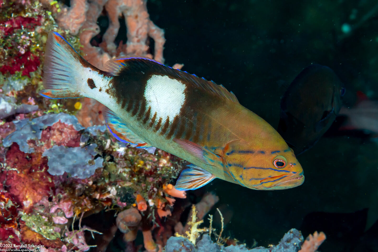 Gracila albomarginata (Masked Grouper)