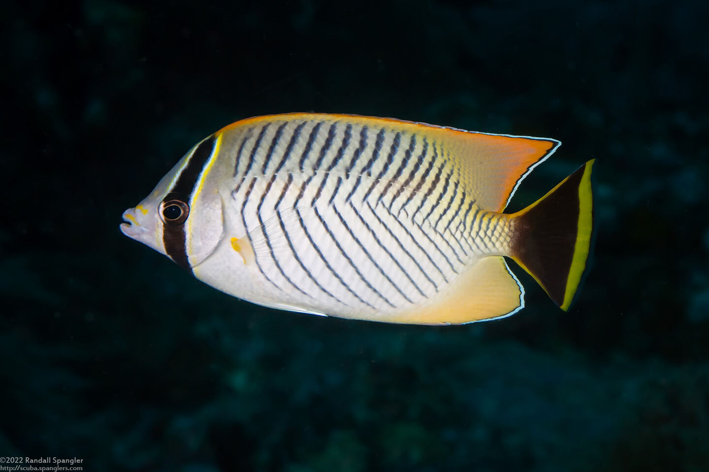 Chaetodon trifascialis (Chevroned Butterflyfish)