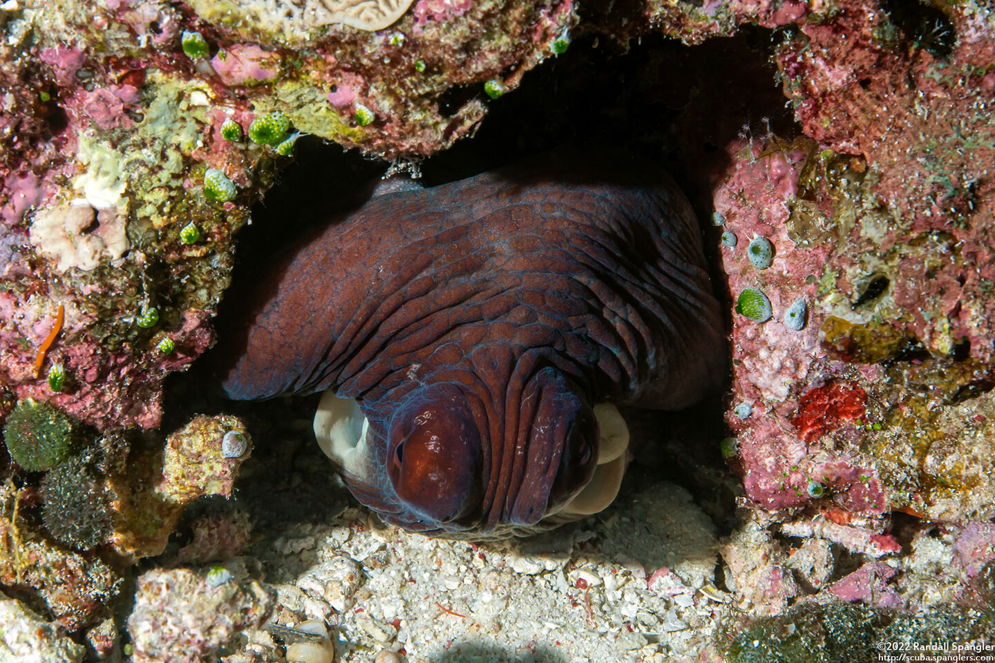 Octopus cyanea (Day Octopus)