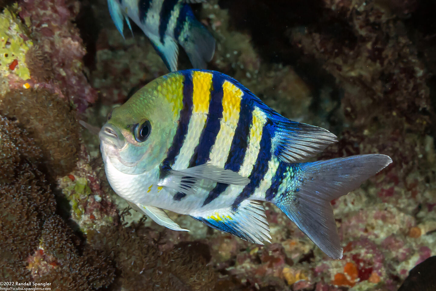 Abudefduf vaigiensis (Indo-Pacific Sergeant)