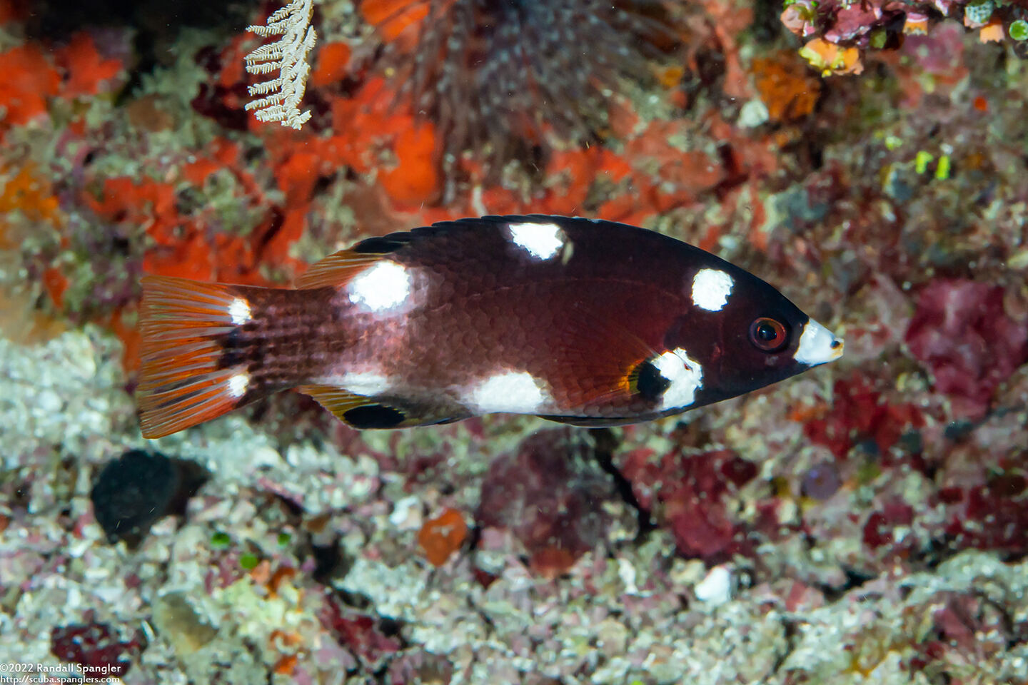 Bodianus axillaris (Axilspot Hogfish)