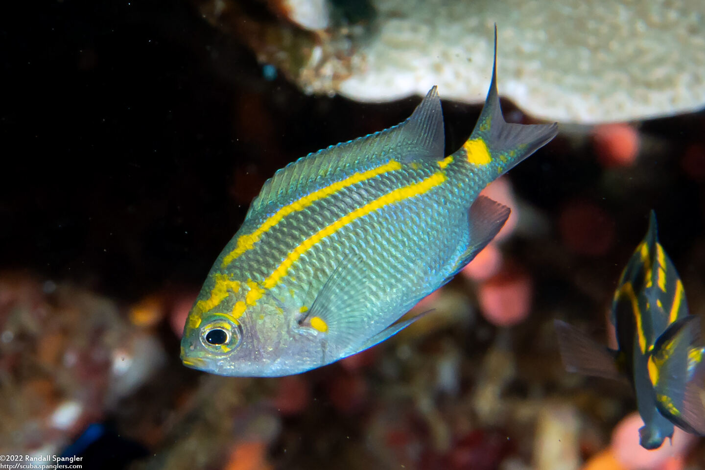 Acanthochromis polyacanthus (Spiny Chromis)