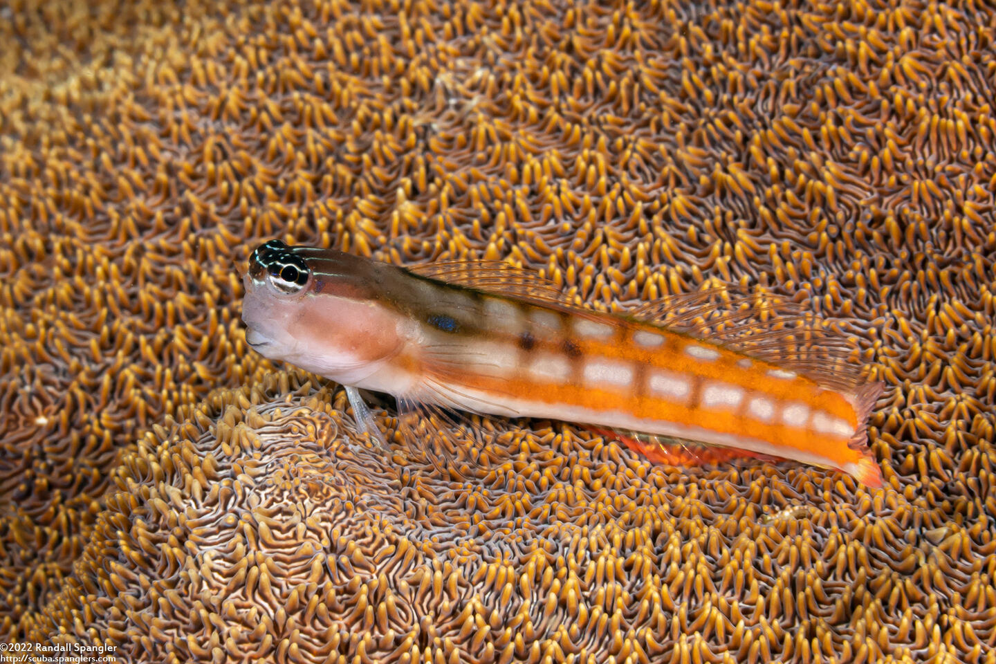 Ecsenius bathi (Bath's Coralblenny)