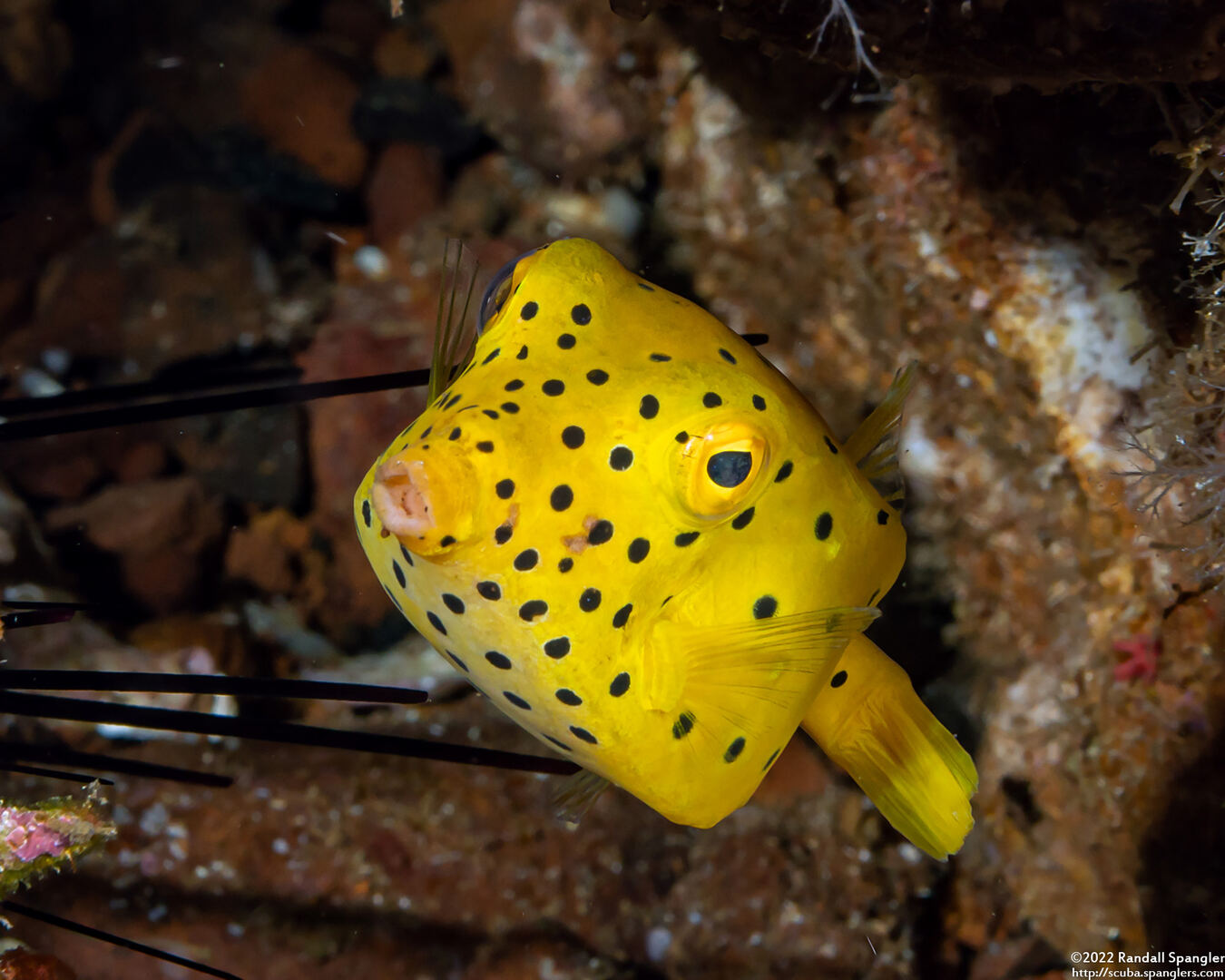 Ostracion cubicum (Yellow Boxfish)