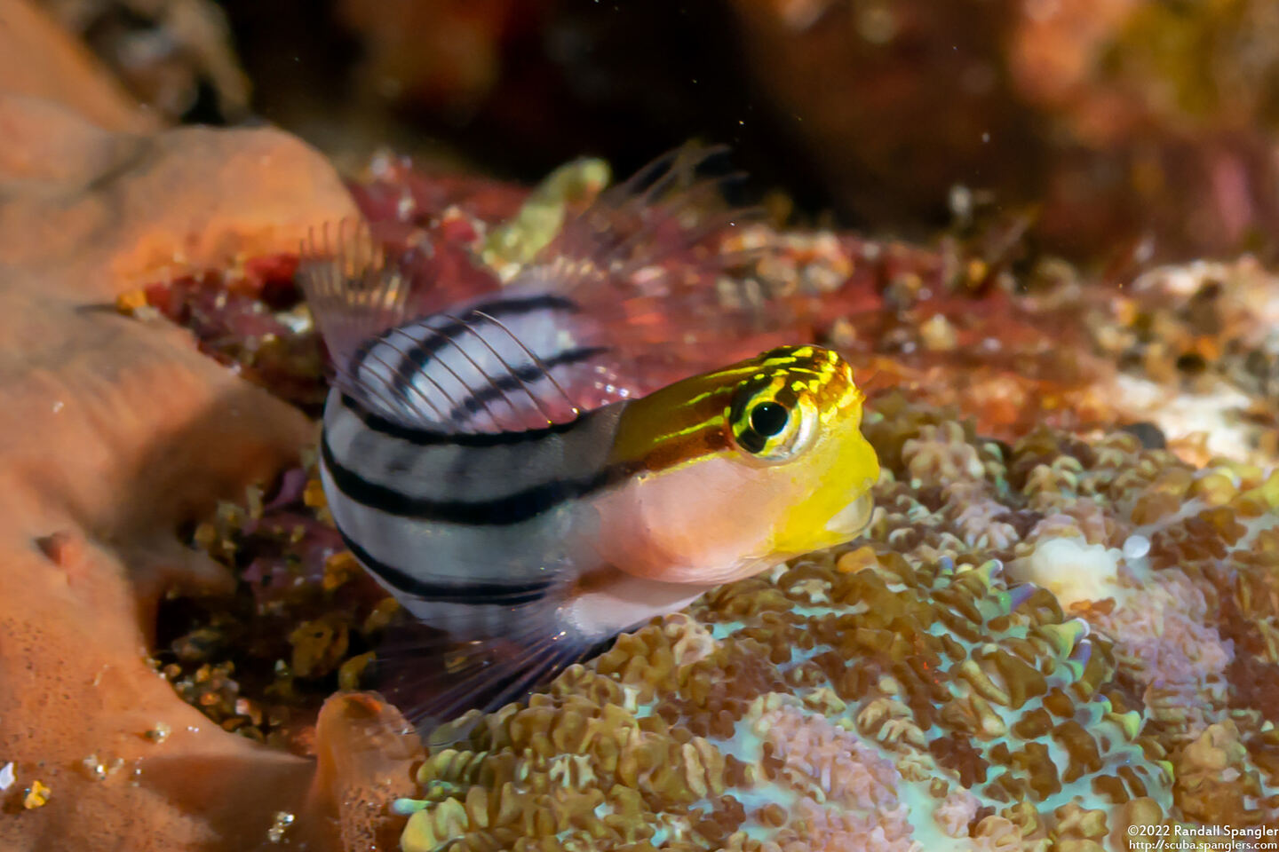 Ecsenius bathi (Bath's Coralblenny)