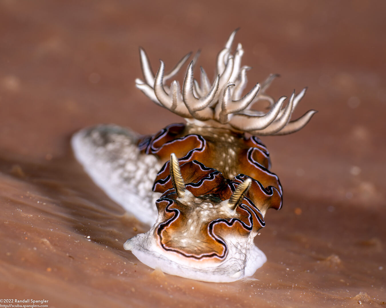 Doriprismatica sp.1 (Doriprismatica sp.1)