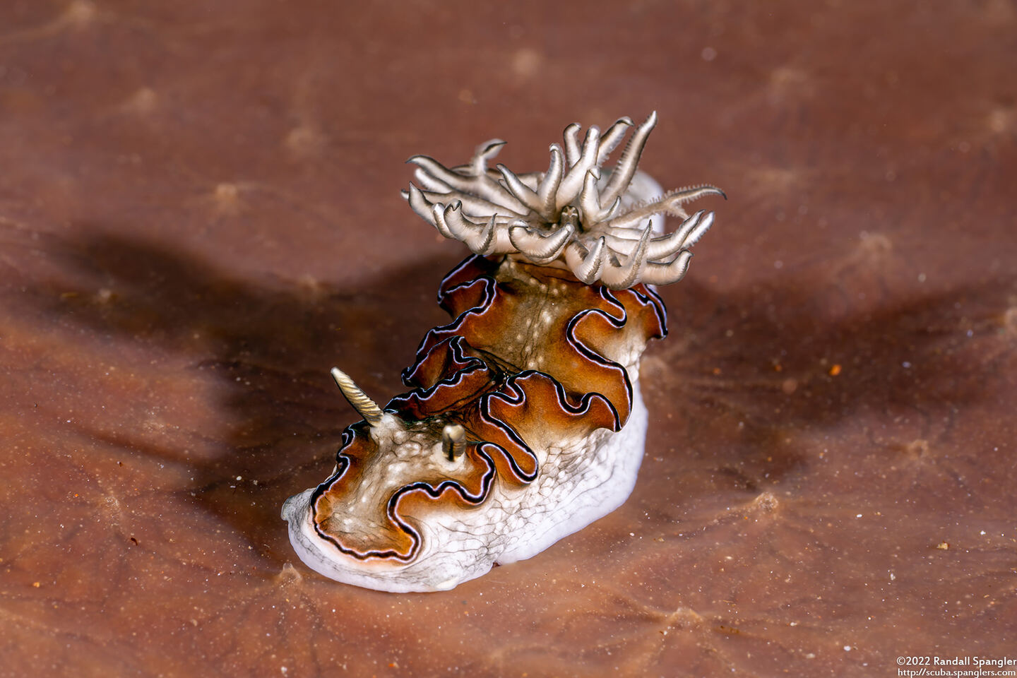 Doriprismatica sp.1 (Doriprismatica sp.1)